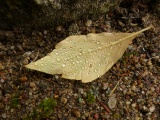 Leaf in an Autumn Shower