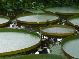 Giant Lilypads