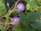 Mimosa pudica