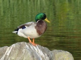 Duck on a Rock