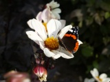 Butterfly Landing