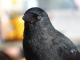 Crow at the Cafe