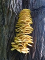 Stack of Mushrooms