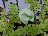 Duckweed and Water