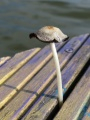 Mushroom Cap