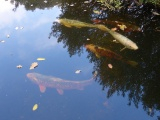 Koi under Trees