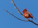 Backyard Cardinal