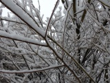 Snow on Branches