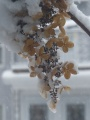 Snow on Petals