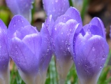 Crocus with Waterdrops