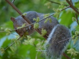 Spring Squirrel