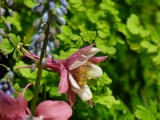 Columbine