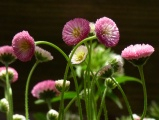 Flowered Arcs