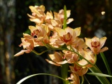 Cymbidium