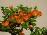 Japanese Flowering Quince