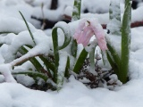 Spring Frost