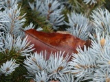 Leaf in the Shrubbery