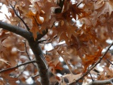 Autumn Oak Leaves