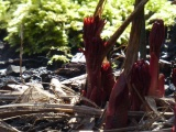 Peony Rising