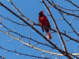 Cardinal among Branches
