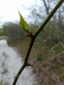 Beach Vine