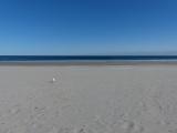 One Seagull on the Beach