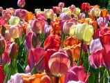 Dazzling Array of Tulips