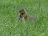 Gosling in the Grass