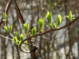 Hydrangea Branch