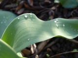 Curving Leaf