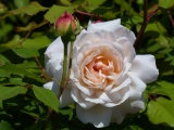 Polyantha Rose