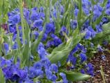 Pansies at Smithsonian Castle