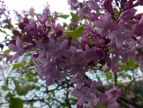 Lilacs in a Spring Shower
