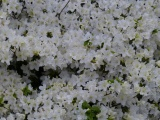 Flowers near Union Station