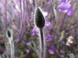 Madeira Cranesbill