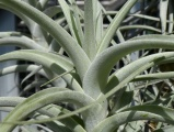 Tillandsia