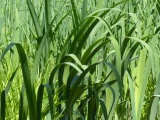 Greenery near the Water