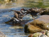 Bathing Birdies