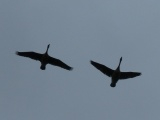 Pair of Flying Geese