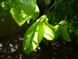 Sunlit Leaves