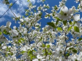 Trowbridge Flowers