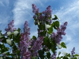 Harvard Lilacs