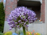 Strathmore Flower
