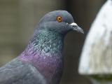 Pigeon and Fencepost