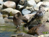 Bathing Sparrows