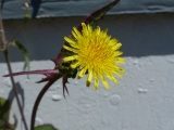 Backyard Yellow Flower