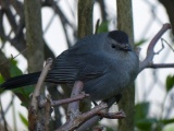 Gray Bird