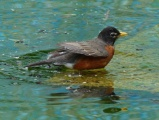 Bathing Robin