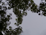 Flowers against a Cloudy Sky