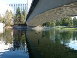 Geese under Bridge